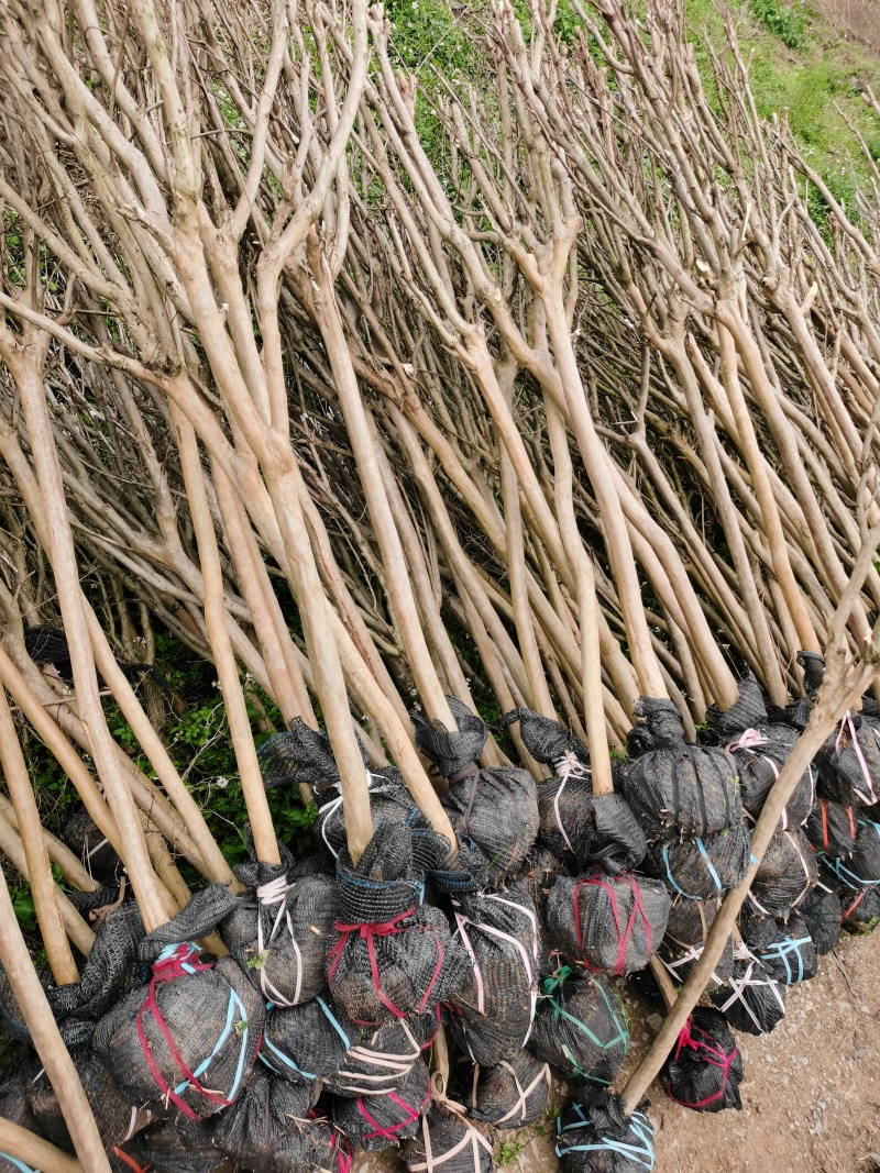 紫薇，长期供应3一5公分，欢迎选购，诚信经营。