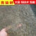 黑斑蛙卵青蛙小蝌蚪苗提供养殖技术基地自提更优惠