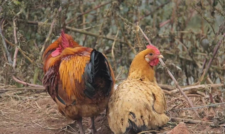母鸡与新鲜鸡蛋 母鸡与鸡蛋