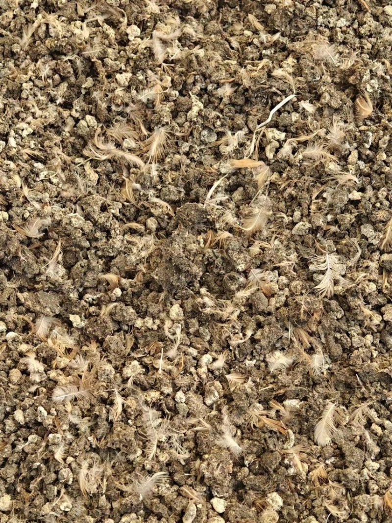 江苏省淮安淮阴区有机肥禽畜粪便鹌鹑粪水泥晾晒无杂质常年供应