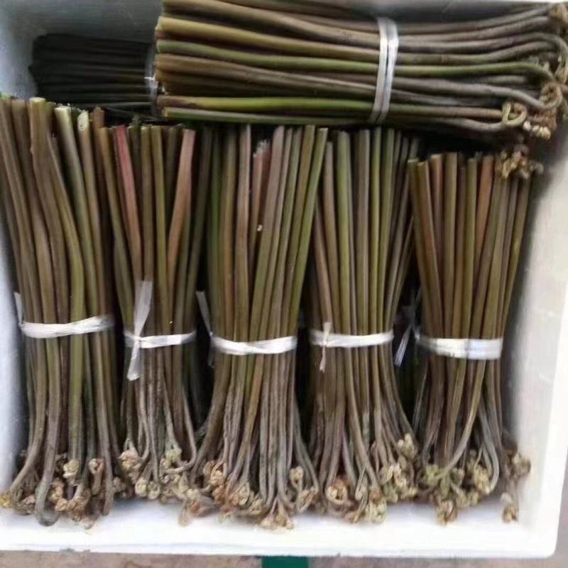 天然高山蕨菜