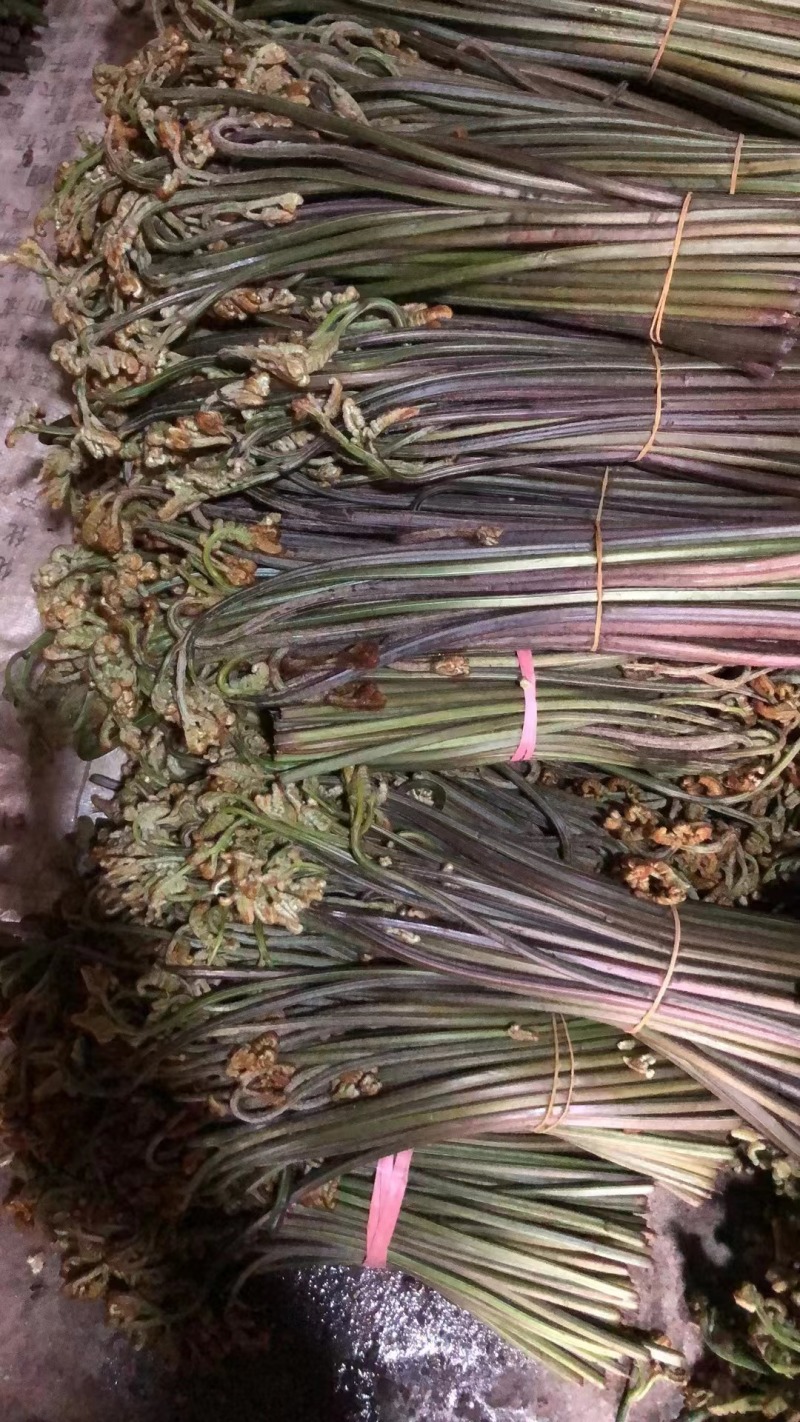天然高山蕨菜