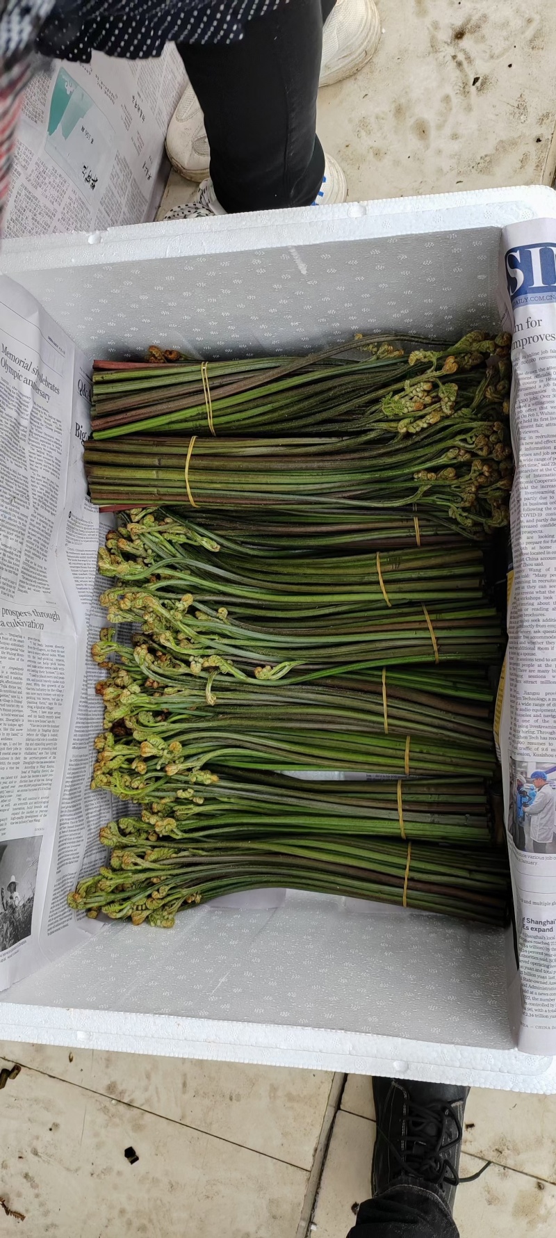 天然高山蕨菜