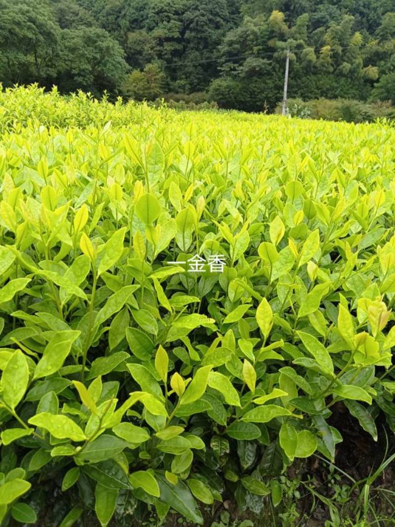 新鲜郁金香茶苗，来自新昌县，品质保证欢迎来电
