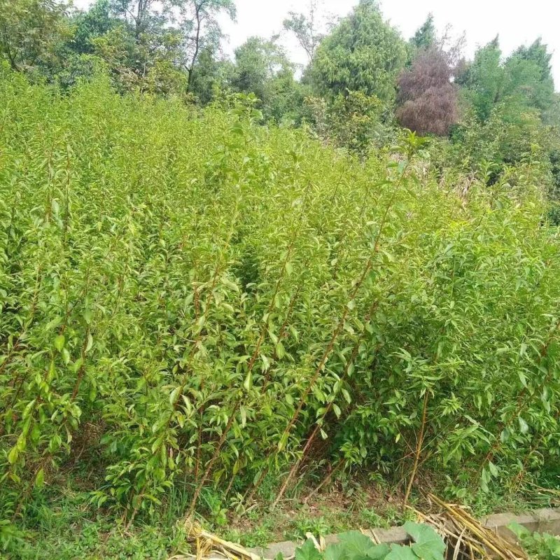 晚熟金秋晚脆李比蜂糖李还好吃自花授粉坐果率高，产量高