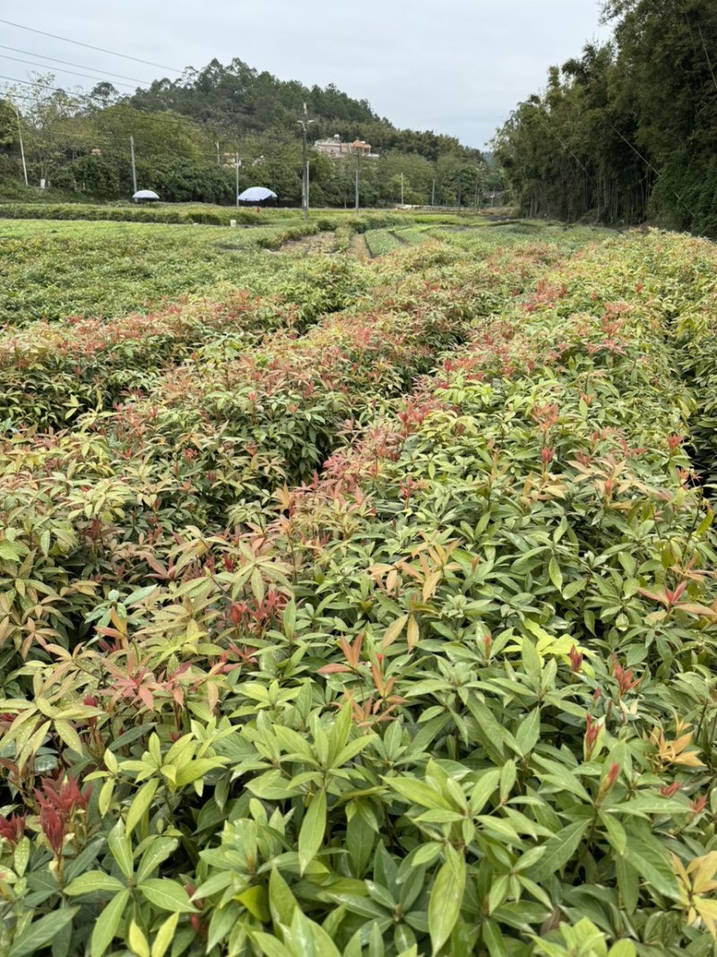 金丝楠木楠木杯苗基地直供绿化造林树