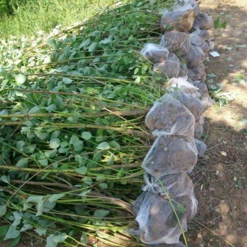 红瑞木