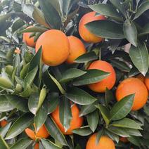 四川资中晚熟血橙自家果园种植一手价格果色靓丽成熟度好耐运输