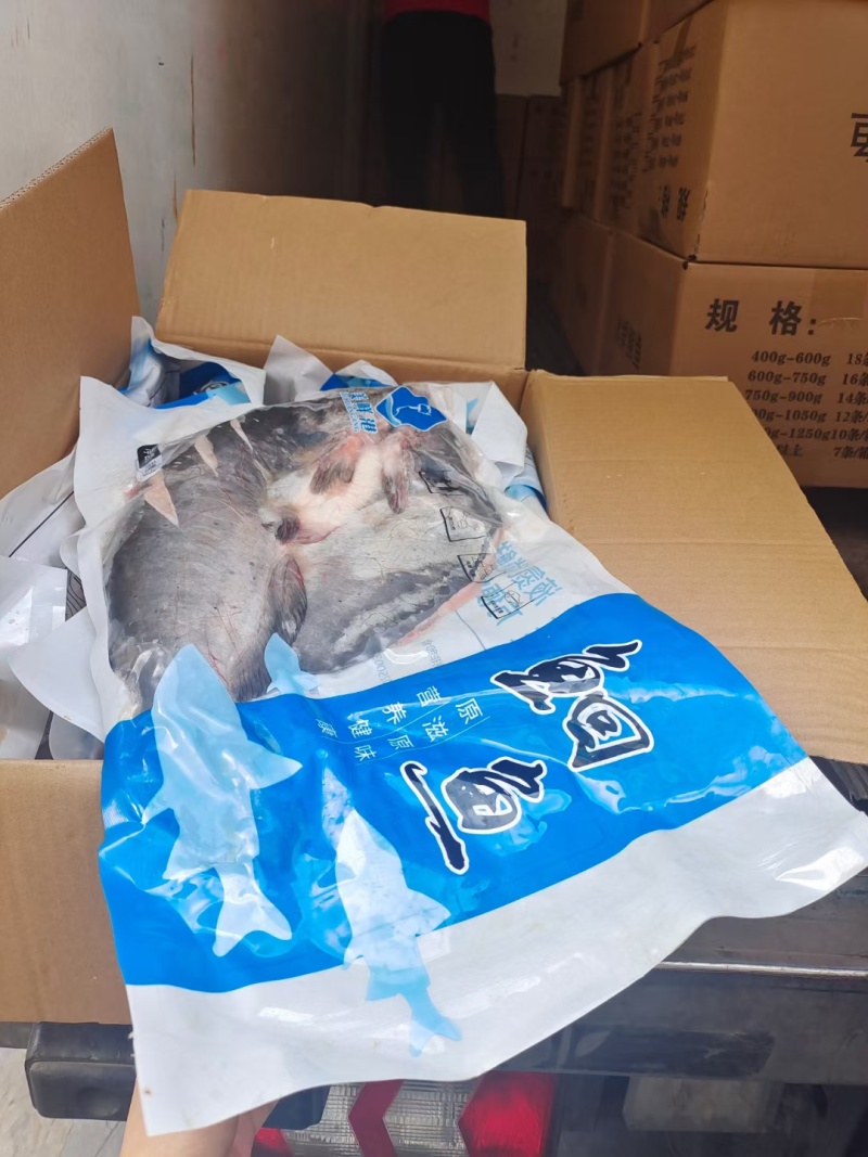 开背清江鱼，活鱼加工，液氮速冻，去腥处理，烤鱼半成品