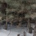 松树苗