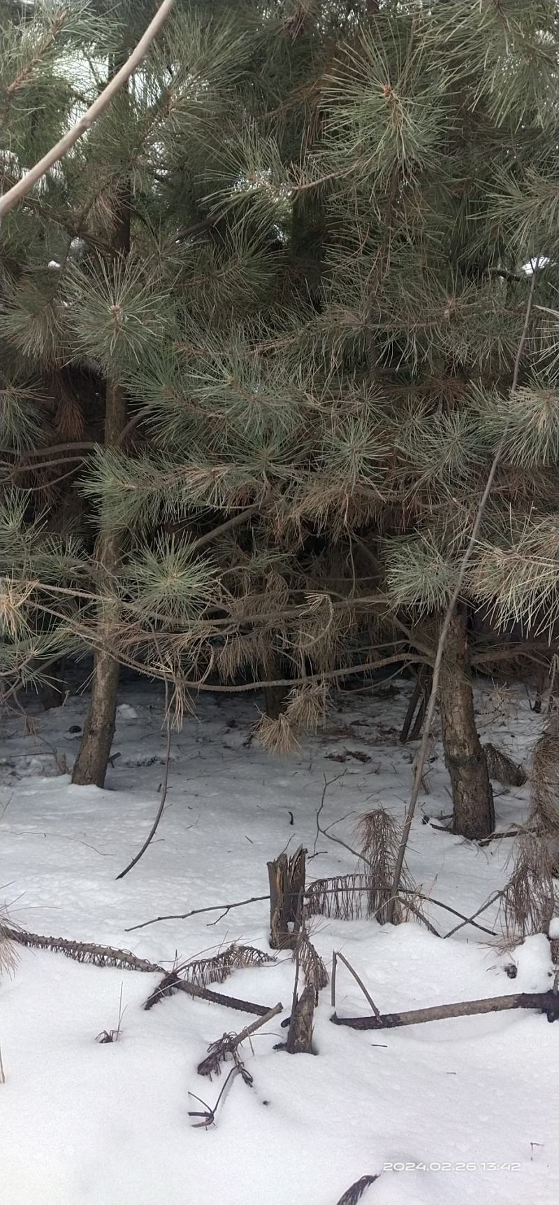 松树苗