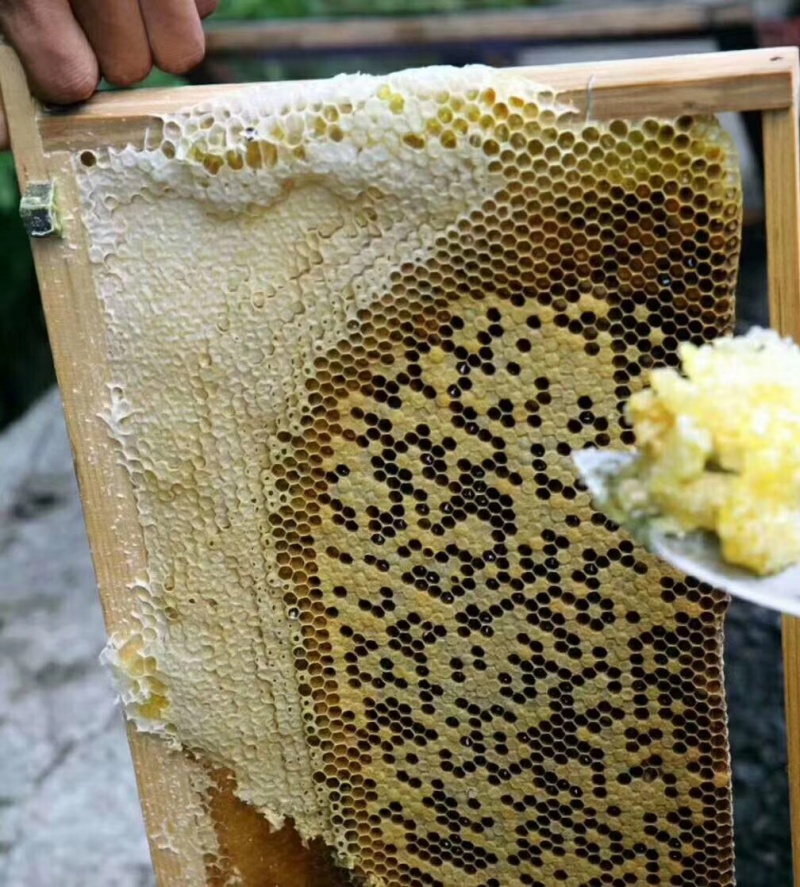 土蜂蜜，可现场割