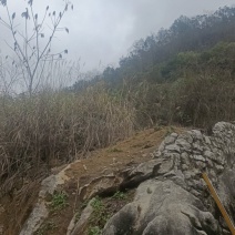 纯菜籽油