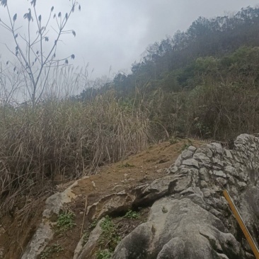 纯菜籽油