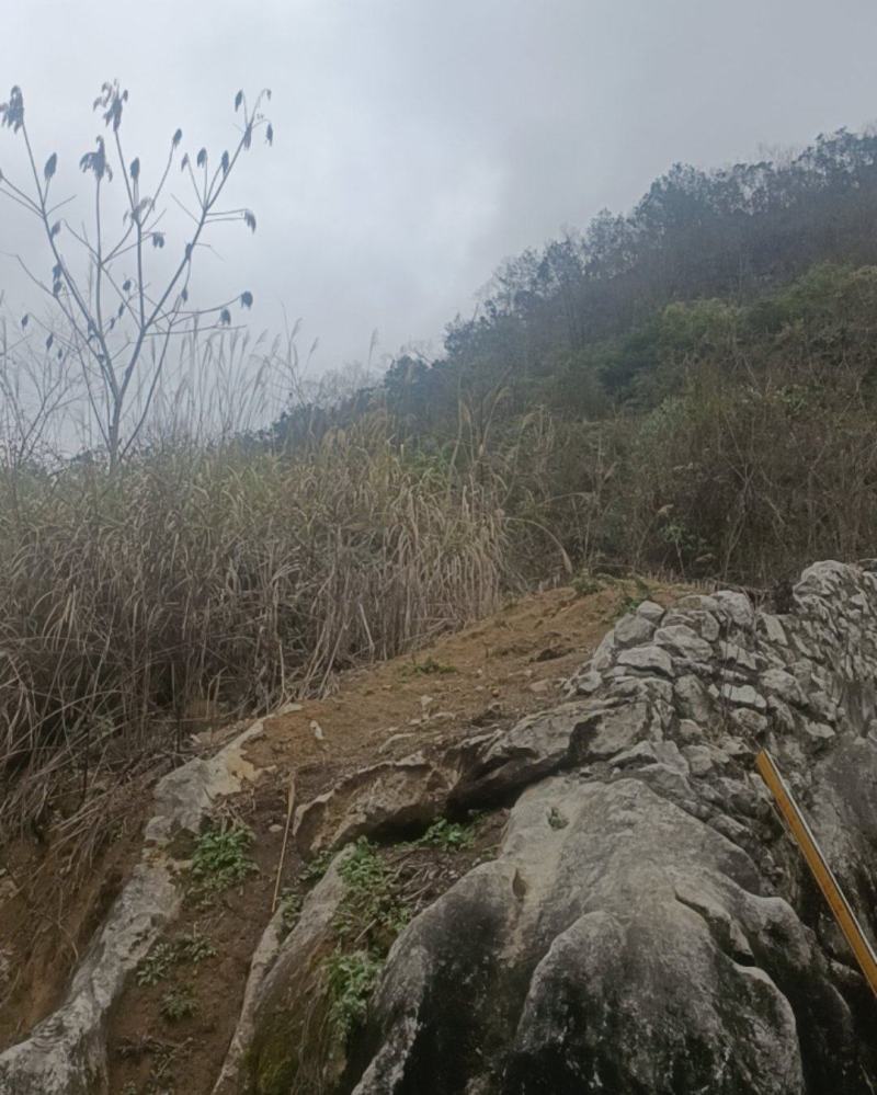 纯菜籽油