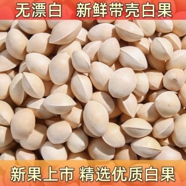 2023年新鲜生白果银杏果新鲜特级泰兴白果子大果带壳煲汤