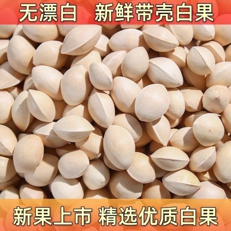 2023年新鲜生白果银杏果新鲜特级泰兴白果子大果带壳煲汤