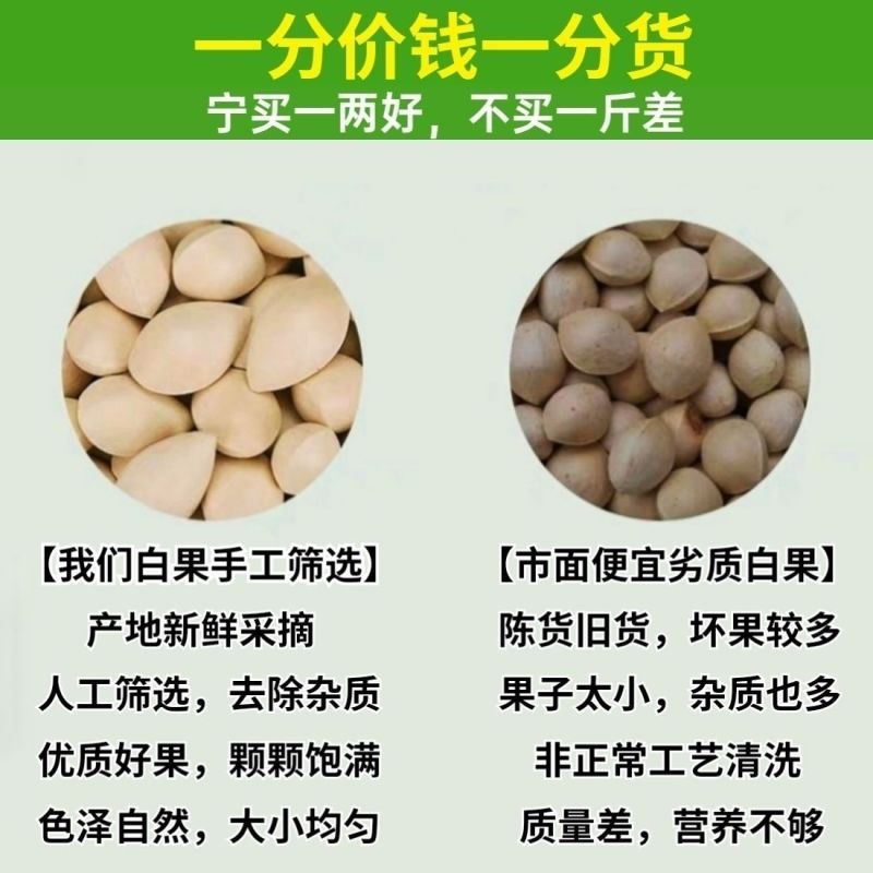 2023年新鲜生白果银杏果新鲜特级泰兴白果子大果带壳煲汤