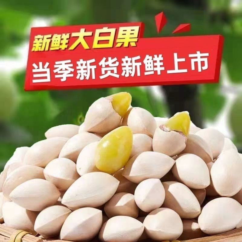 2023年新鲜生白果银杏果新鲜特级泰兴白果子大果带壳煲汤
