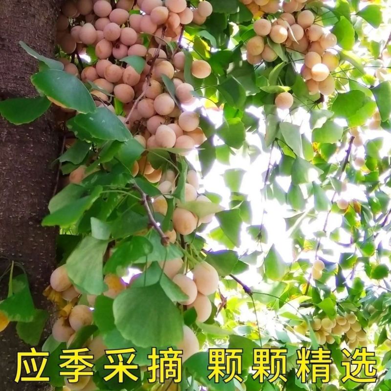 2023年新鲜生白果银杏果新鲜特级泰兴白果子大果带壳煲汤