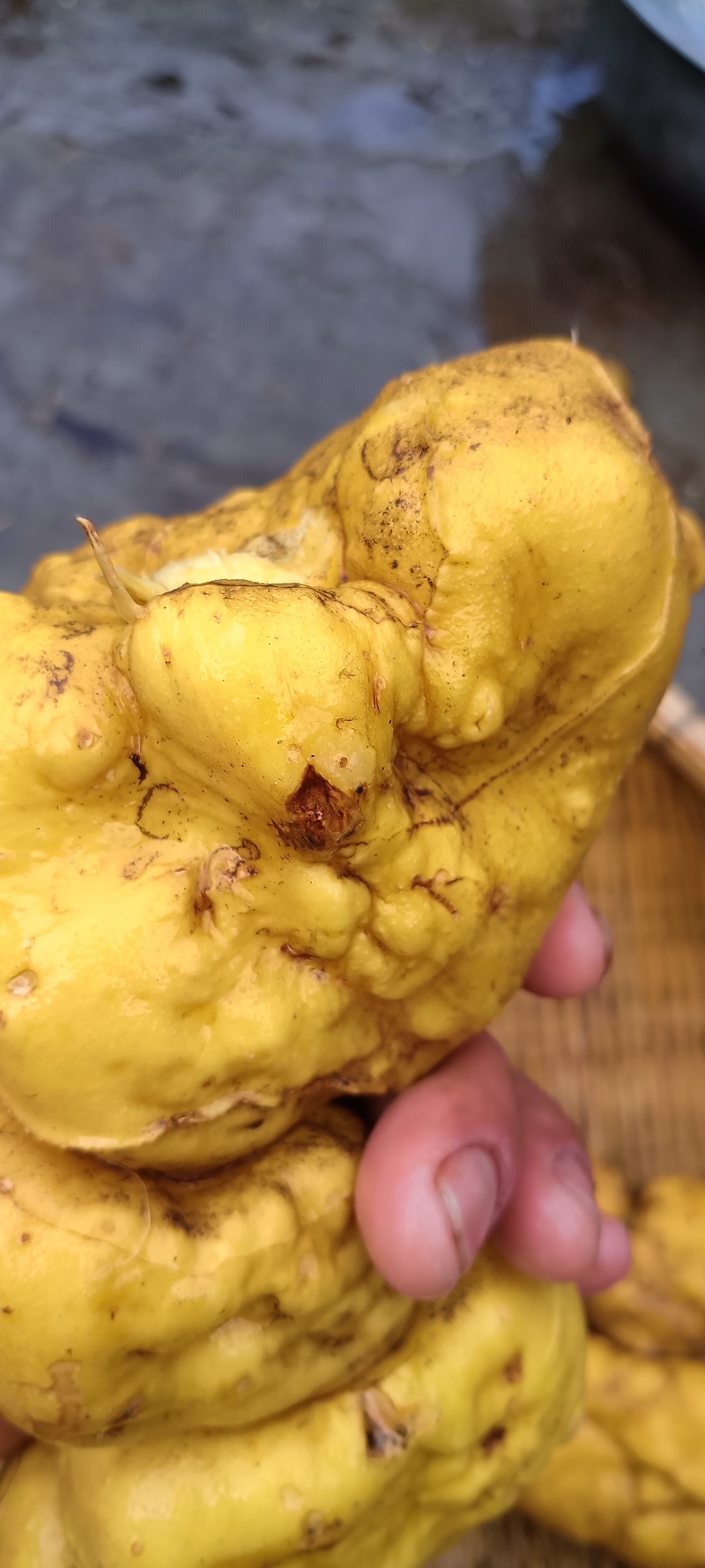 天黄精
