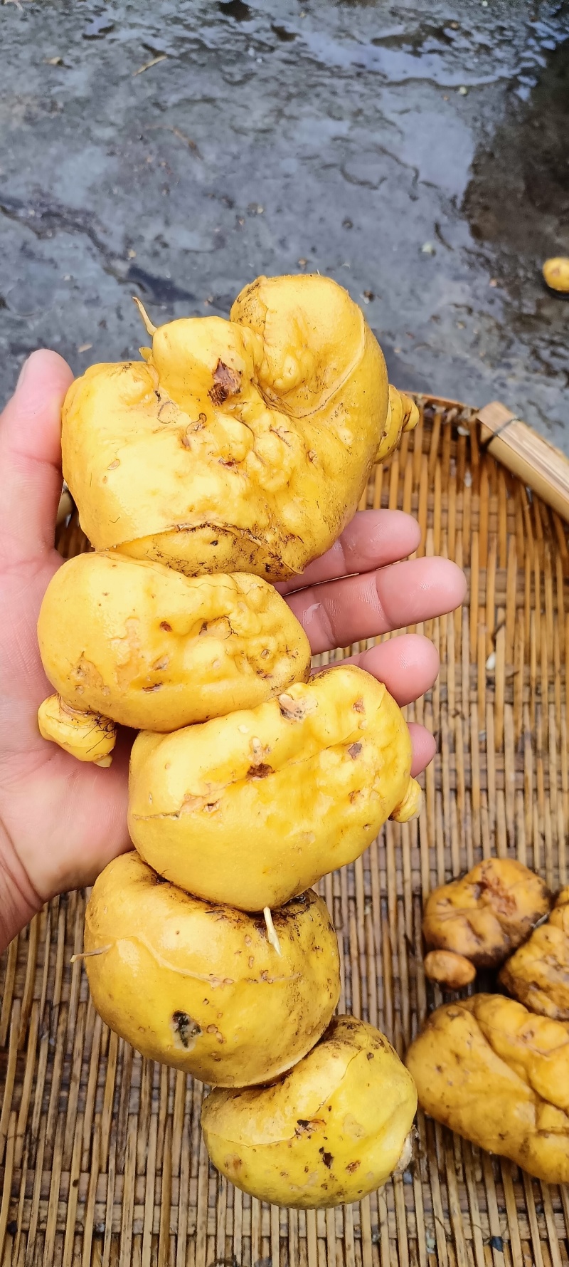 天黄精