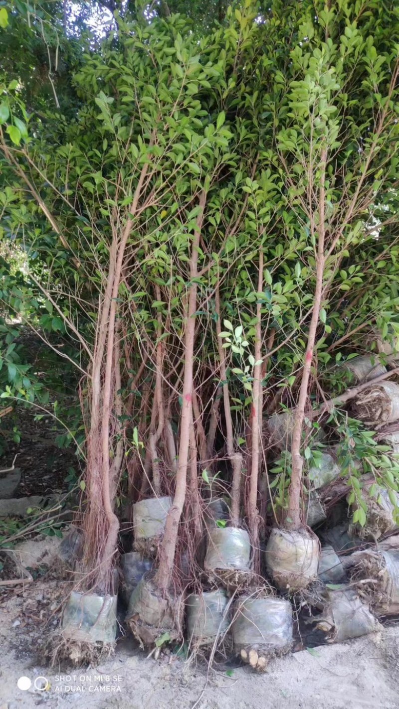 小叶榕