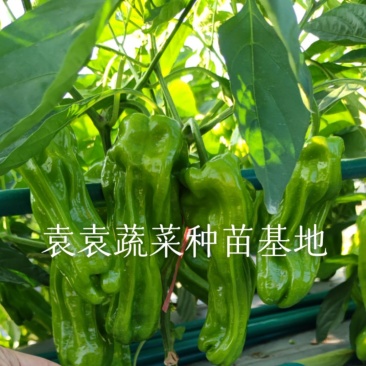 菜椒苗薄皮菜椒苗，产量高，口感好，好吃好卖