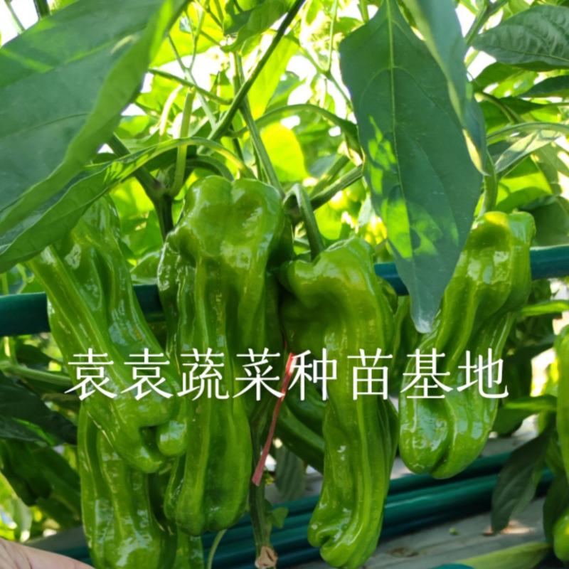 菜椒苗薄皮菜椒苗，产量高，口感好，好吃好卖