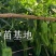 菜椒苗薄皮菜椒苗，产量高，口感好，好吃好卖