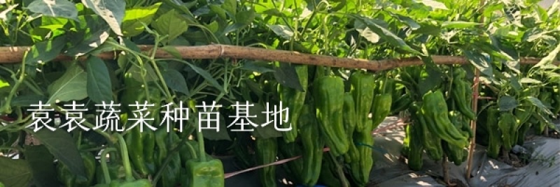 菜椒苗薄皮菜椒苗，产量高，口感好，好吃好卖