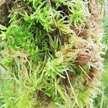 海花草
