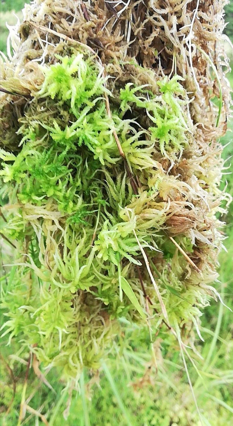 海花草