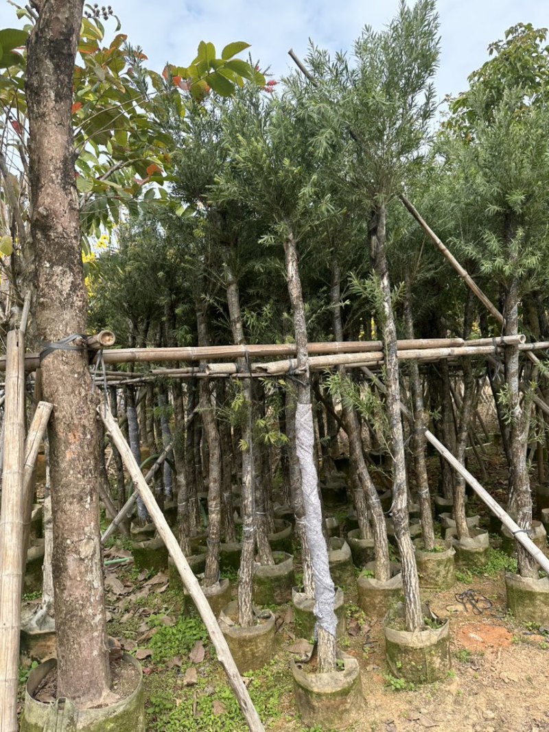 串钱柳