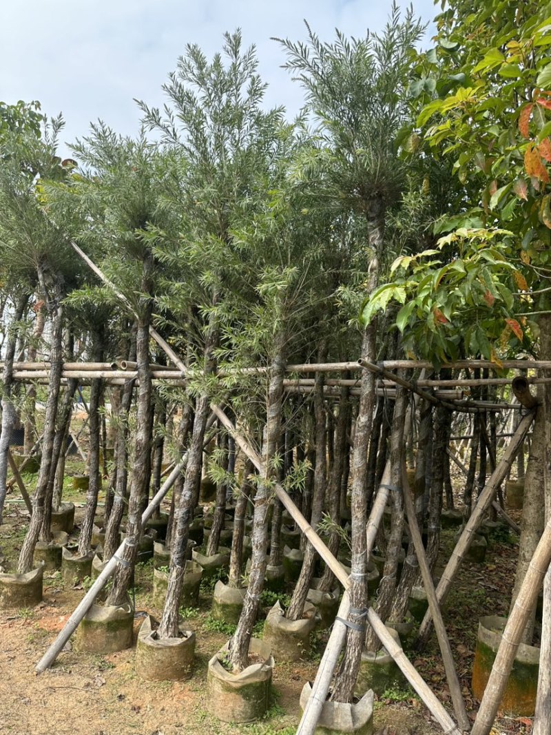 串钱柳