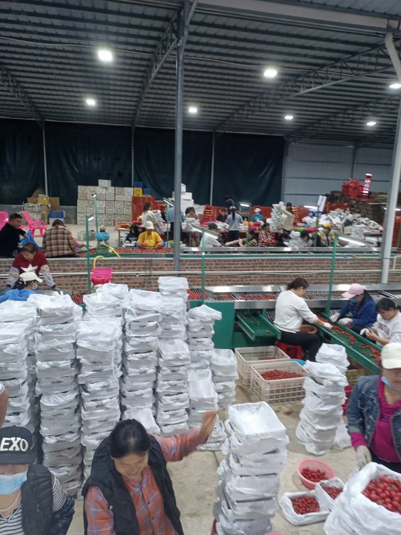 电白千禧圣女果大量供应一手货源欢迎全国各地来聊
