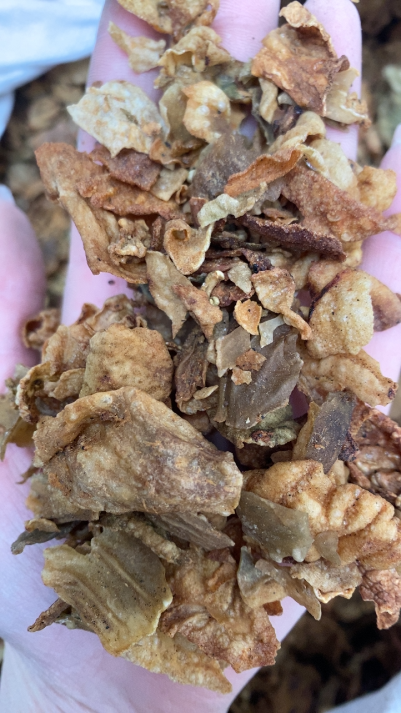 炒鸡内金