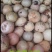 牛油果种子新鲜高发芽率