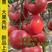 新品上市早春越夏硬粉西红柿苗早熟品种产量高大果抗病抗死棵