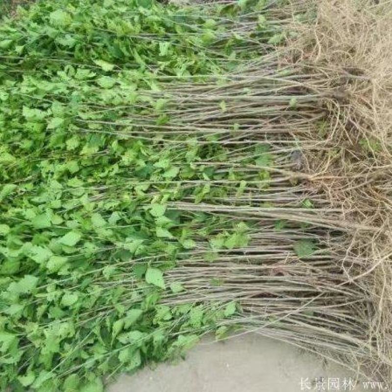 木槿