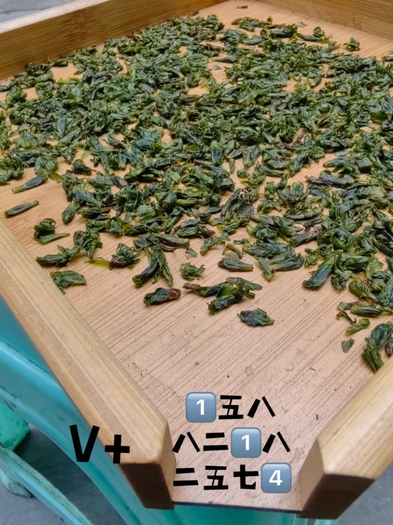 2024最新小叶苦丁米芽