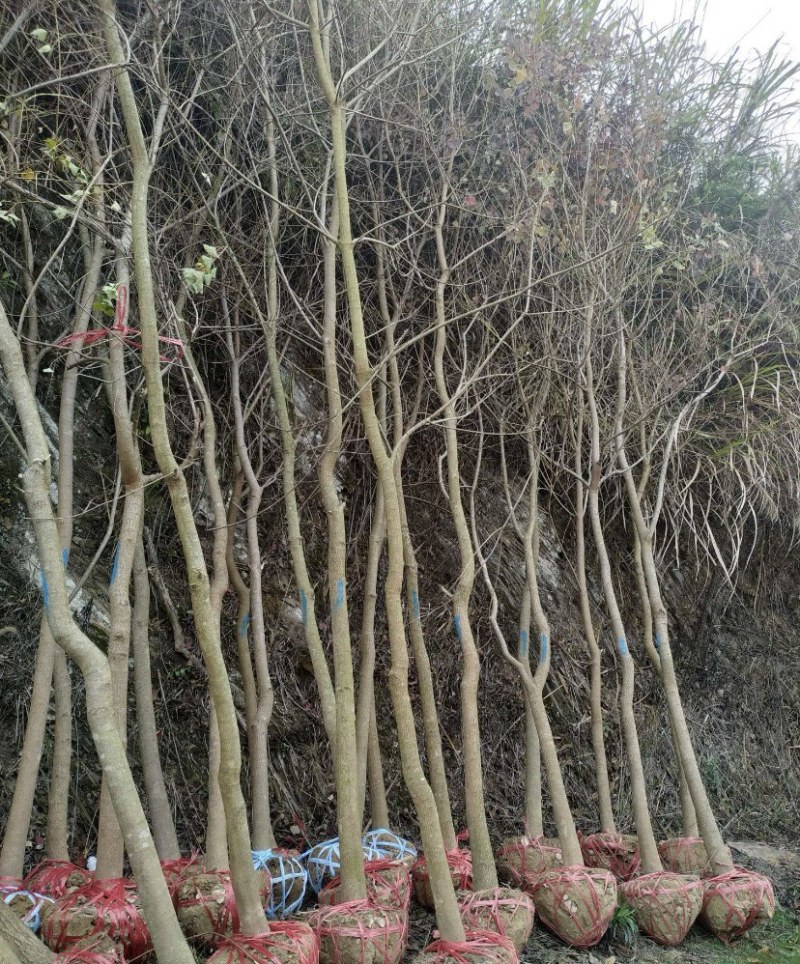 乌桕3-4-5-6-8公分粗原生乌桕