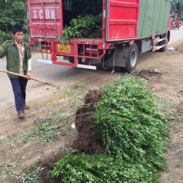 火棘苗