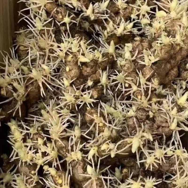 小黄姜种高产姜种可视频看货品种齐全技术指导
