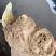 小黄姜种高产姜种可视频看货品种齐全技术指导