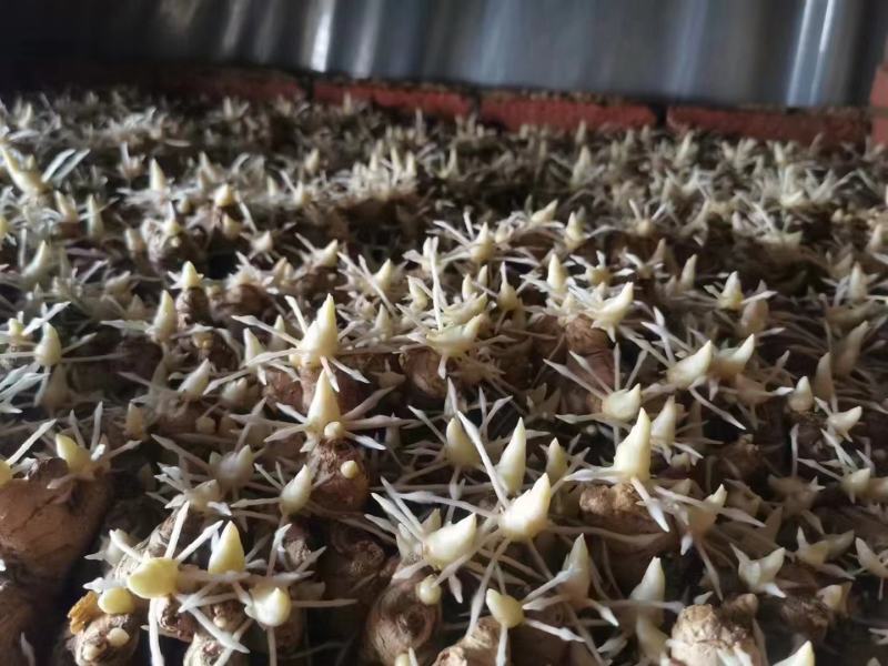 小黄姜种高产姜种可视频看货品种齐全技术指导
