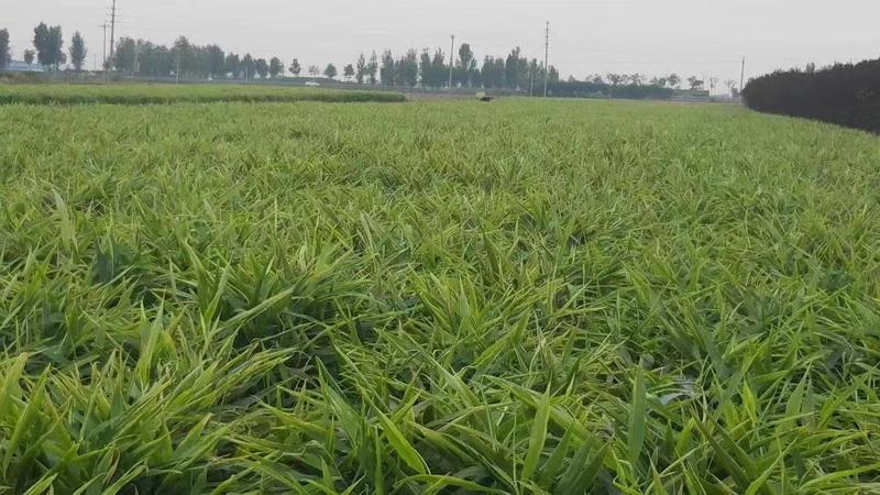 小黄姜种高产姜种可视频看货品种齐全技术指导