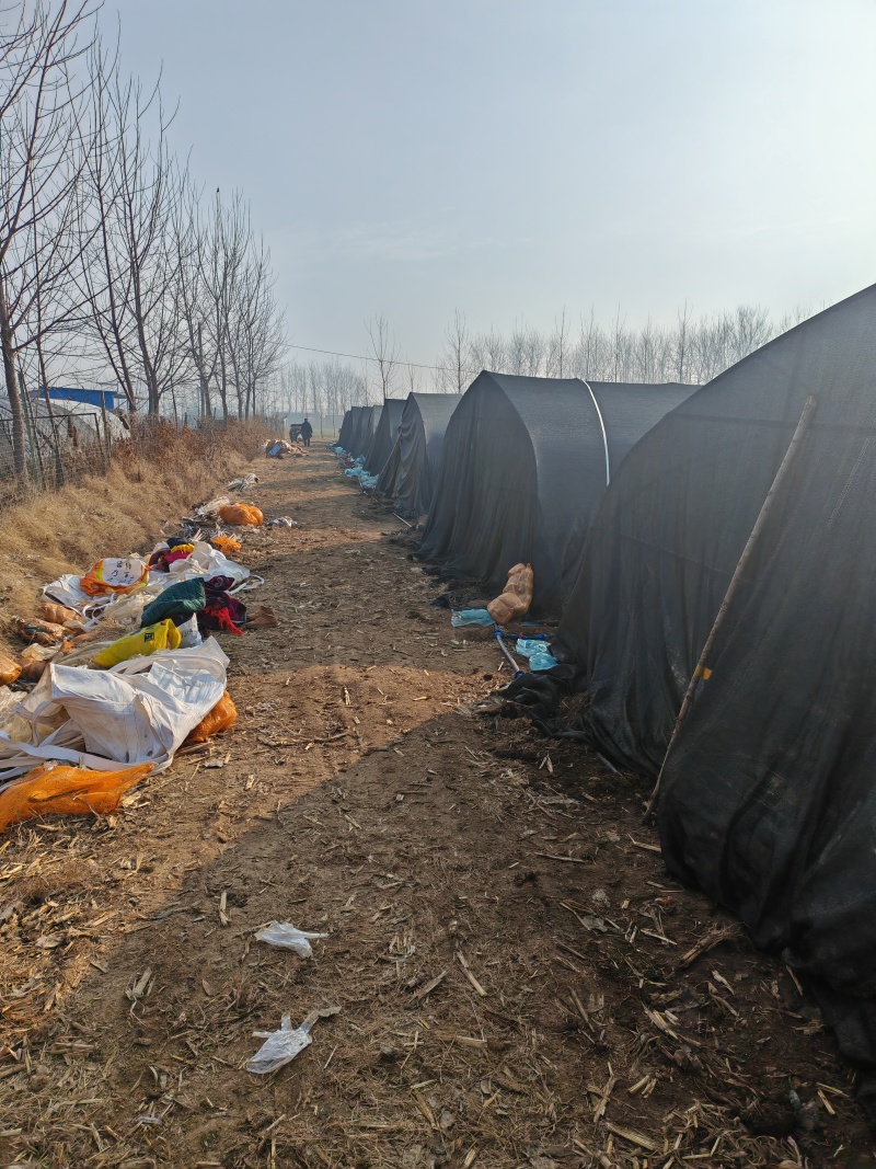 2024年羊肚菌上市，鲜货，干货都可以，100亩基地
