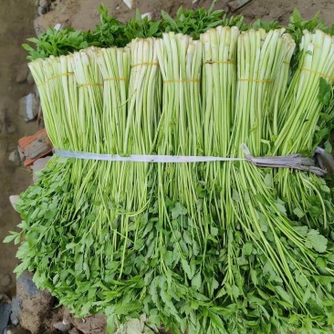 精品水芹菜现摘现发