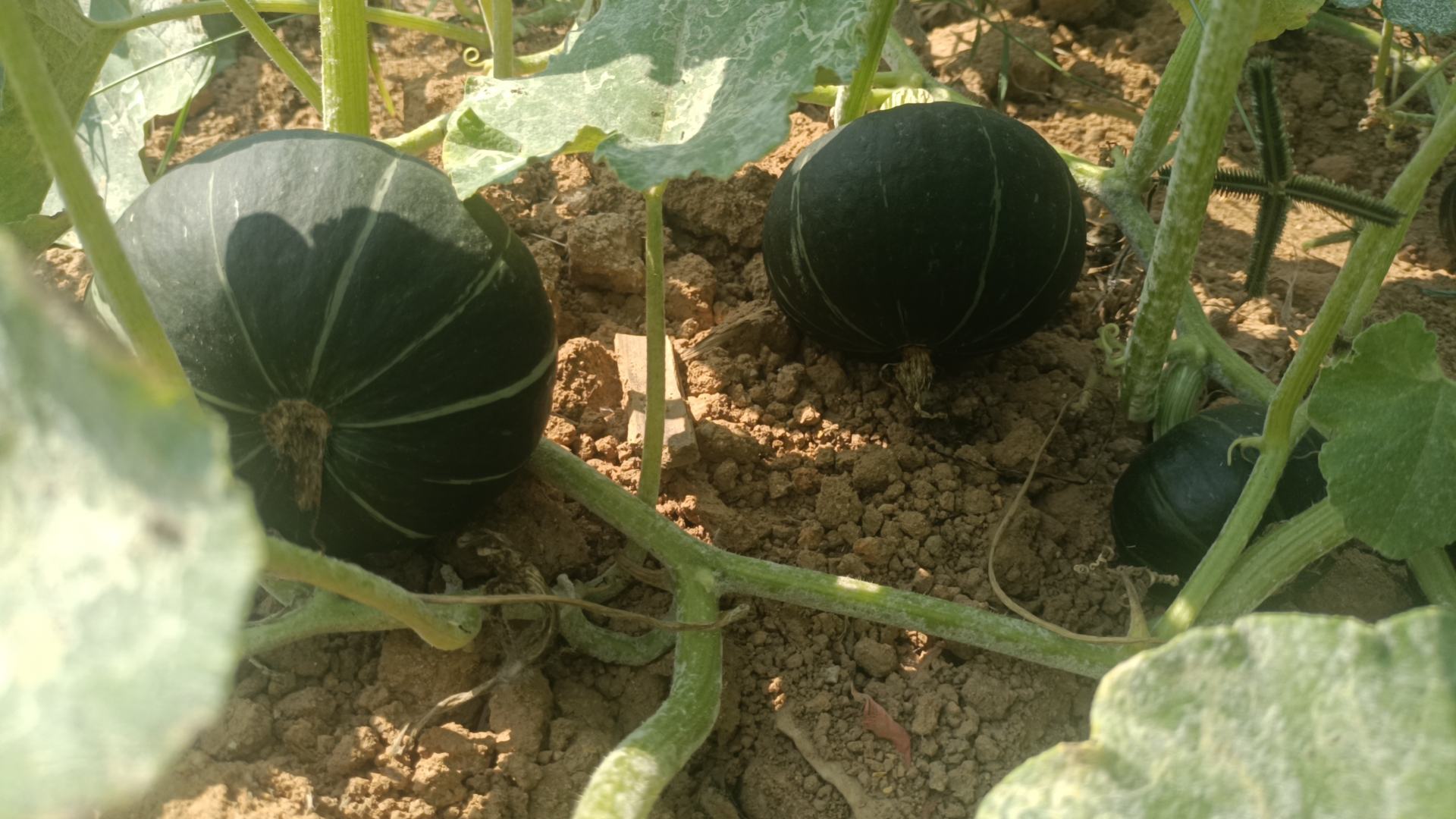 贝贝小南瓜田间生长情况